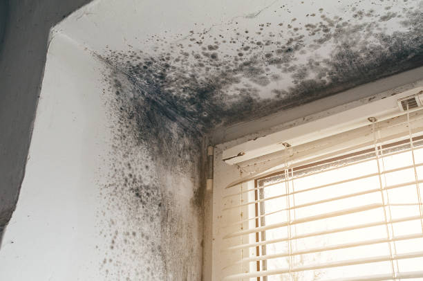 Affordable Mold Removal solutions in Alto, MI